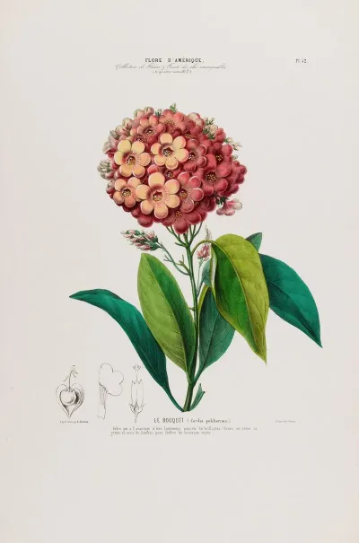 Flore Damerique Dessinee Dapres Nature Sur Les Lieux Pl 052