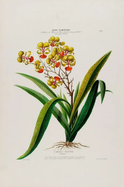 Flore Damerique Dessinee Dapres Nature Sur Les Lieux Pl 053