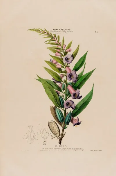 Flore Damerique Dessinee Dapres Nature Sur Les Lieux Pl 055
