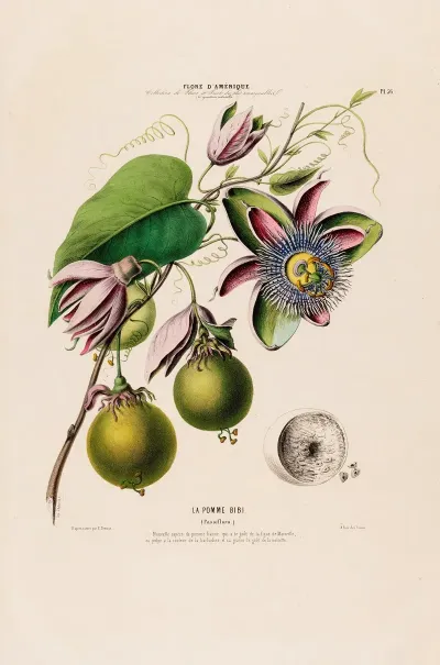 Flore Damerique Dessinee Dapres Nature Sur Les Lieux Pl 056
