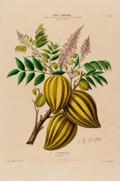 Flore Damerique Dessinee Dapres Nature Sur Les Lieux Pl 066