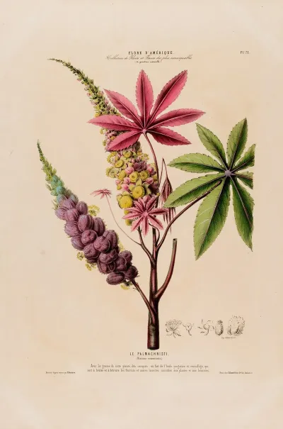 Flore Damerique Dessinee Dapres Nature Sur Les Lieux Pl 072