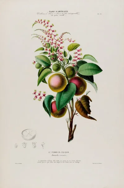 Flore Damerique Dessinee Dapres Nature Sur Les Lieux Pl 073