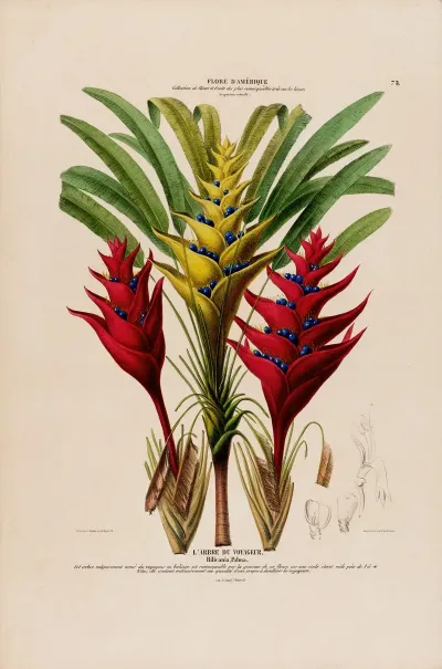 Flore Damerique Dessinee Dapres Nature Sur Les Lieux Pl 075