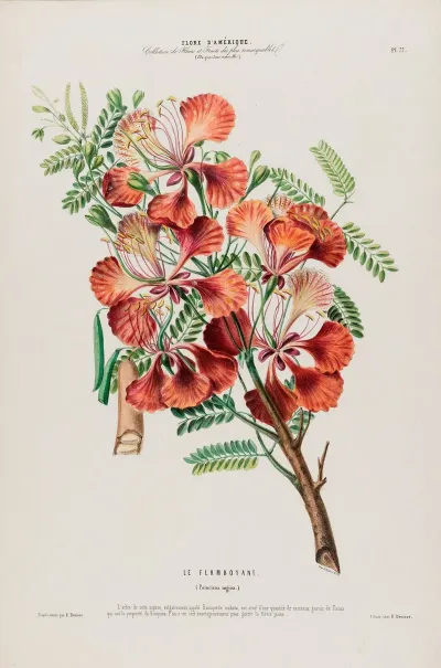 Flore Damerique Dessinee Dapres Nature Sur Les Lieux Pl 077