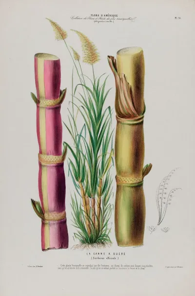 Flore Damerique Dessinee Dapres Nature Sur Les Lieux Pl 078