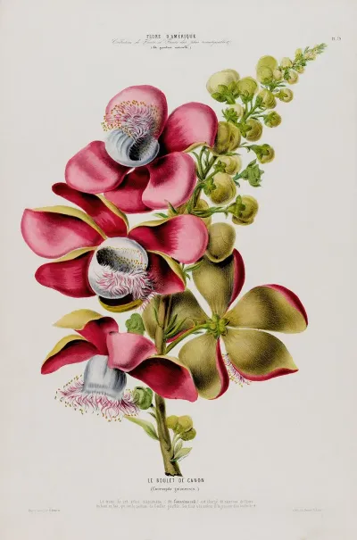 Flore Damerique Dessinee Dapres Nature Sur Les Lieux Pl 079