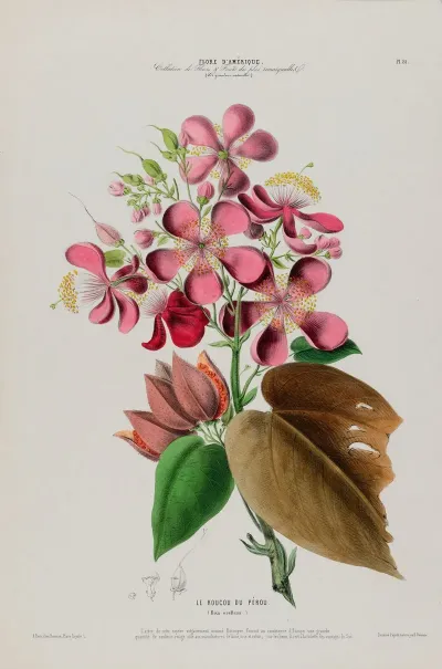 Flore Damerique Dessinee Dapres Nature Sur Les Lieux Pl 081
