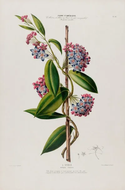 Flore Damerique Dessinee Dapres Nature Sur Les Lieux Pl 083