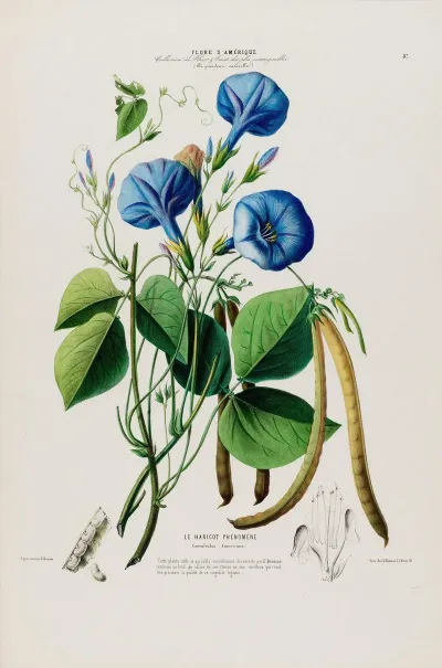 Flore Damerique Dessinee Dapres Nature Sur Les Lieux Pl 087