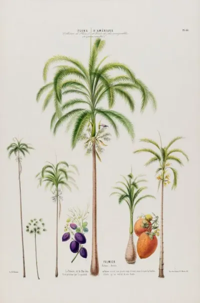 Flore Damerique Dessinee Dapres Nature Sur Les Lieux Pl 089