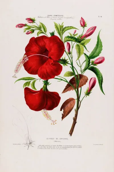 Flore Damerique Dessinee Dapres Nature Sur Les Lieux Pl 095