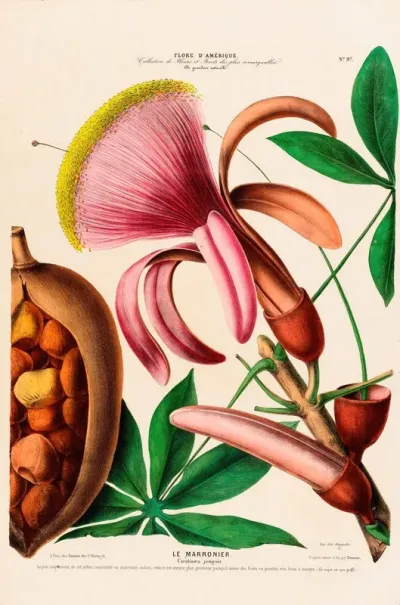 Flore Damerique Dessinee Dapres Nature Sur Les Lieux Pl 097