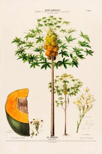 Flore Damerique Dessinee Dapres Nature Sur Les Lieux Pl 100