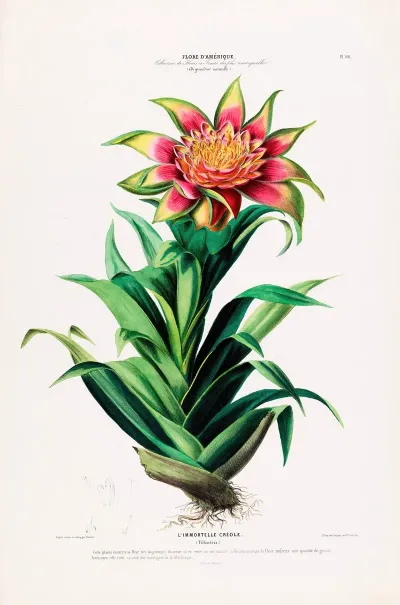 Flore Damerique Dessinee Dapres Nature Sur Les Lieux Pl 101