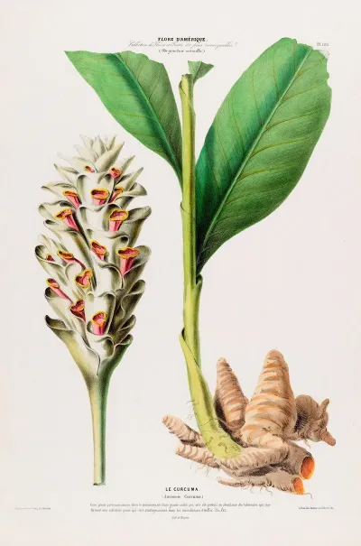 Flore Damerique Dessinee Dapres Nature Sur Les Lieux Pl 102