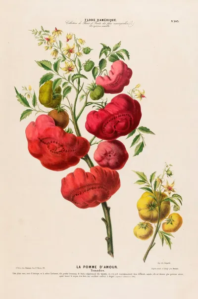 Flore Damerique Dessinee Dapres Nature Sur Les Lieux Pl 103