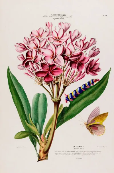 Flore Damerique Dessinee Dapres Nature Sur Les Lieux Pl 104