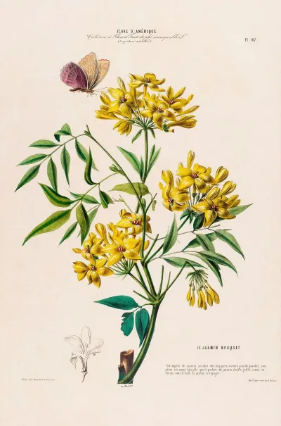 Flore Damerique Dessinee Dapres Nature Sur Les Lieux Pl 107