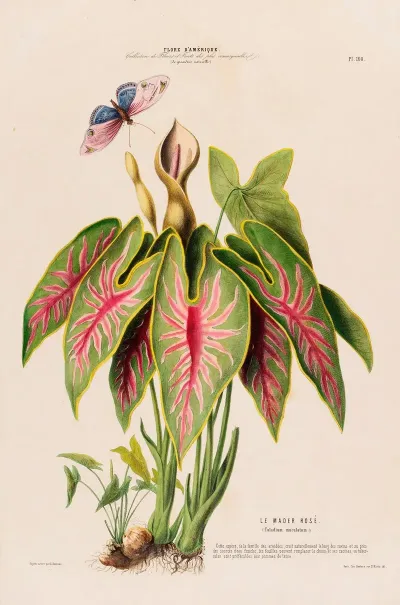 Flore Damerique Dessinee Dapres Nature Sur Les Lieux Pl 108