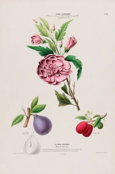 Flore Damerique Dessinee Dapres Nature Sur Les Lieux Pl 110