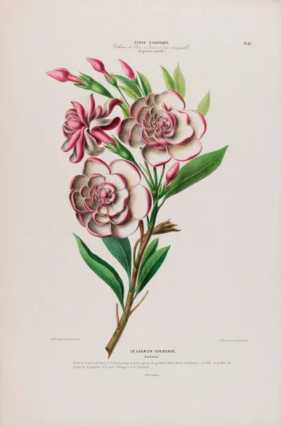 Flore Damerique Dessinee Dapres Nature Sur Les Lieux Pl 111
