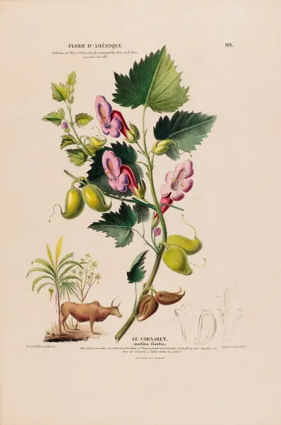 Flore Damerique Dessinee Dapres Nature Sur Les Lieux Pl 119