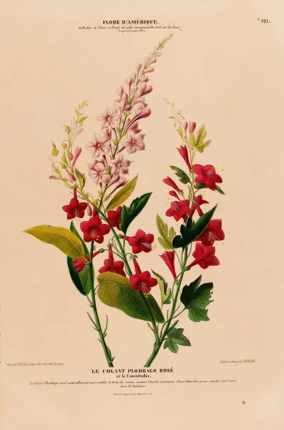 Flore Damerique Dessinee Dapres Nature Sur Les Lieux Pl 121