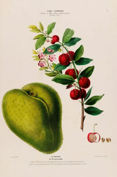 Flore Damerique Dessinee Dapres Nature Sur Les Lieux Pl 131
