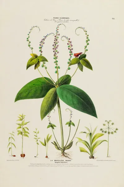 Flore Damerique Dessinee Dapres Nature Sur Les Lieux Pl 134