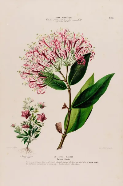 Flore Damerique Dessinee Dapres Nature Sur Les Lieux Pl 136