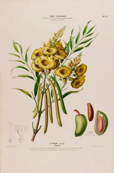 Flore Damerique Dessinee Dapres Nature Sur Les Lieux Pl 137