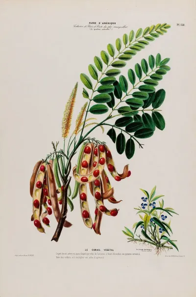 Flore Damerique Dessinee Dapres Nature Sur Les Lieux Pl 138