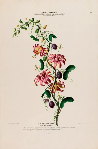 Flore Damerique Dessinee Dapres Nature Sur Les Lieux Pl 139
