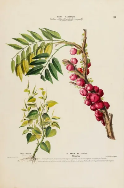 Flore Damerique Dessinee Dapres Nature Sur Les Lieux Pl 141