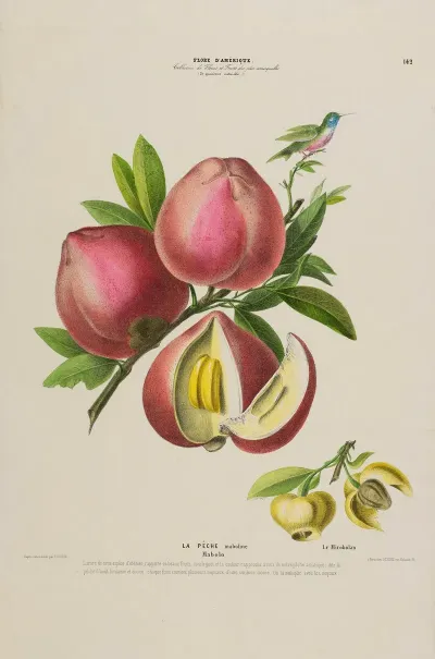 Flore Damerique Dessinee Dapres Nature Sur Les Lieux Pl 142