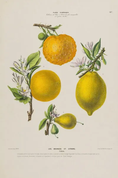 Flore Damerique Dessinee Dapres Nature Sur Les Lieux Pl 147