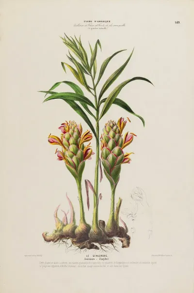Flore Damerique Dessinee Dapres Nature Sur Les Lieux Pl 149