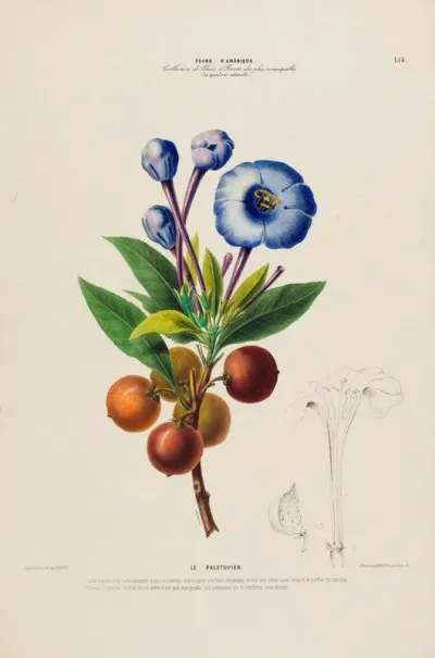 Flore Damerique Dessinee Dapres Nature Sur Les Lieux Pl 154