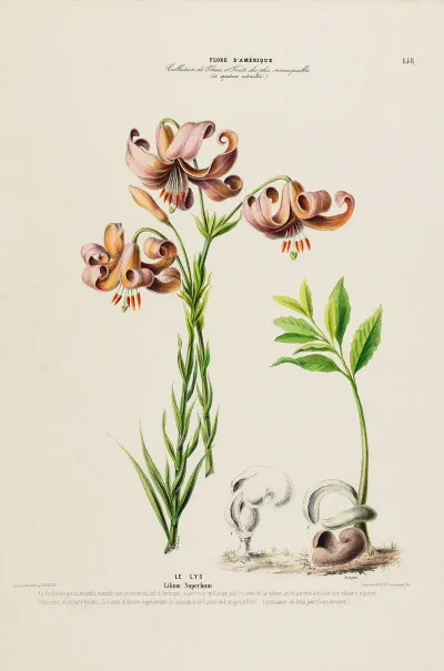 Flore Damerique Dessinee Dapres Nature Sur Les Lieux Pl 158