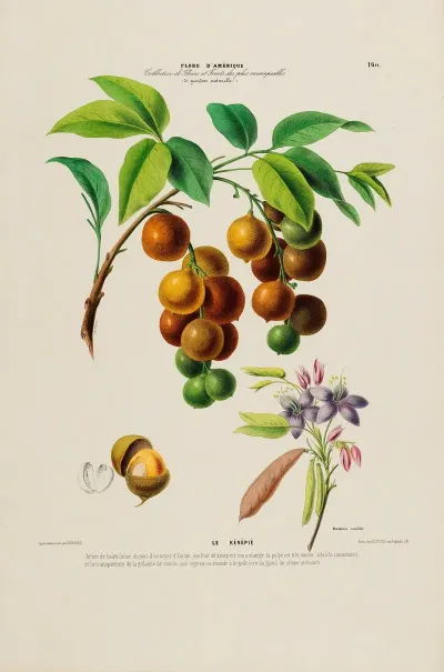 Flore Damerique Dessinee Dapres Nature Sur Les Lieux Pl 160