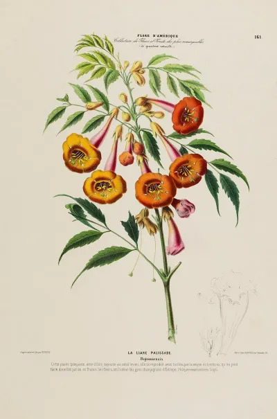 Flore Damerique Dessinee Dapres Nature Sur Les Lieux Pl 161