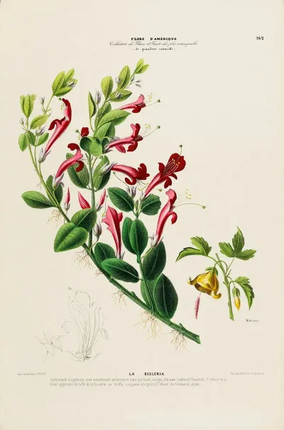 Flore Damerique Dessinee Dapres Nature Sur Les Lieux Pl 162