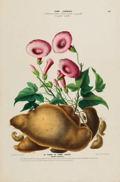 Flore Damerique Dessinee Dapres Nature Sur Les Lieux Pl 163
