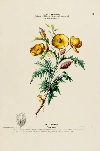 Flore Damerique Dessinee Dapres Nature Sur Les Lieux Pl 164