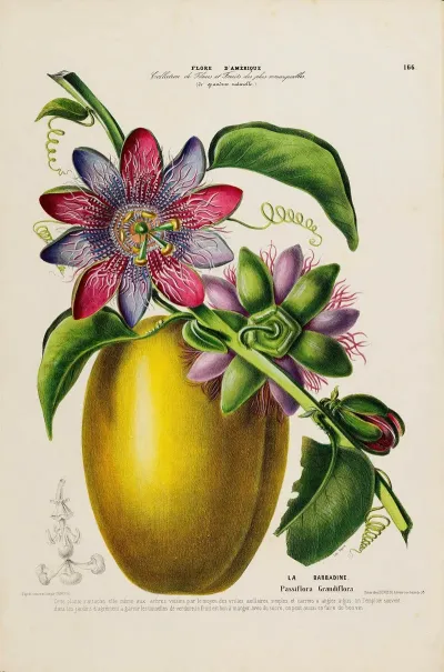 Flore Damerique Dessinee Dapres Nature Sur Les Lieux Pl 166