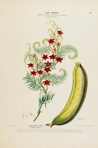 Flore Damerique Dessinee Dapres Nature Sur Les Lieux Pl 169