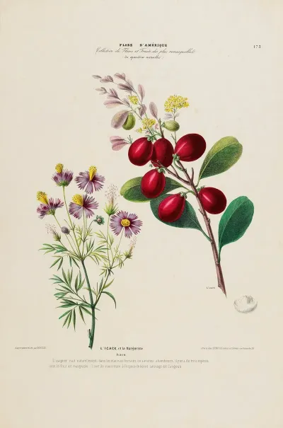 Flore Damerique Dessinee Dapres Nature Sur Les Lieux Pl 173