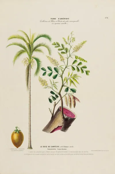 Flore Damerique Dessinee Dapres Nature Sur Les Lieux Pl 174