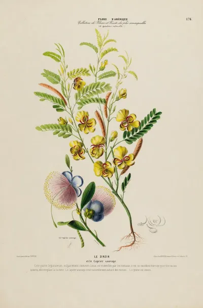 Flore Damerique Dessinee Dapres Nature Sur Les Lieux Pl 176